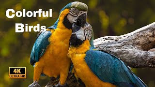 The Most Beautiful Birds in the World - Amazing Colorful Birds Film