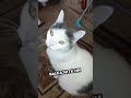 😤 Кот Масик ТАК занят сегодня! (Не мешайте ему) #кот #шорты
