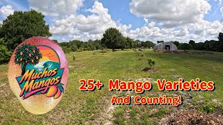Muchos Mangos Episode 5 | 25+ Varieties of Mangoes & Now Avocados!!!