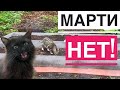 Кот опять портит мои грядки! Игры коржиков 🐾Классная недорогая косилка👍🏼 VLOG