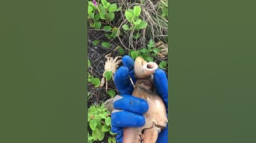 Cua chết rải rác ac bà con ai có cách gì ko chỉ giùm e với.... tiếc quá.