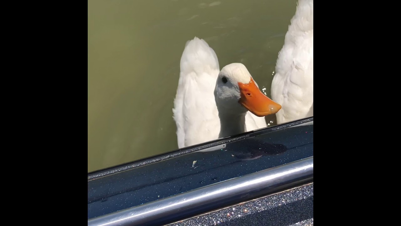 Wicked Weights Online Tournament. Last fish on the video won it for me. Great quality Tungsten