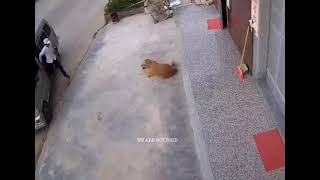 Owner Saves Dog From Being Stolen By Dog Thief In China. We Are Not Food