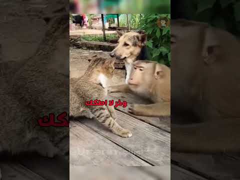  الامارات  دبلجة   الكلب طلع جبان