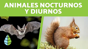 ¿Qué animal come sólo para dormir?