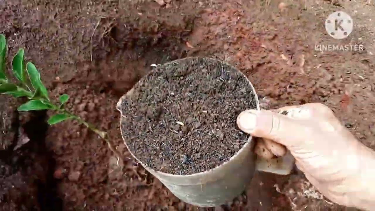 Cara Menanam Jeruk Santang Madu SUBUR