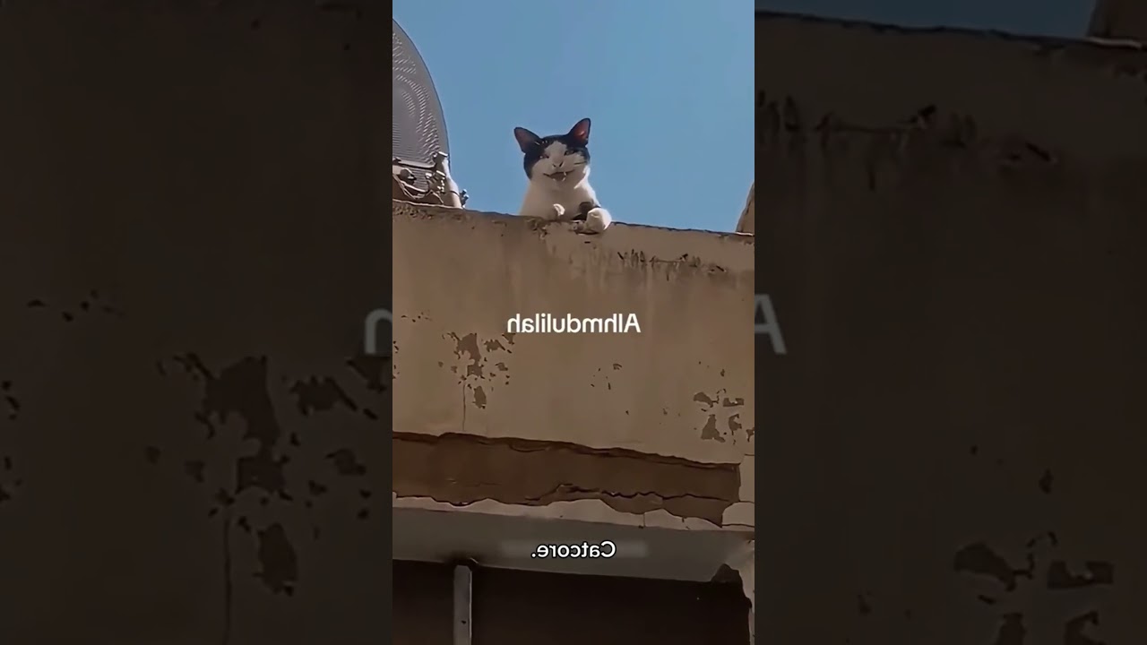 A heartwarming moment with our beloved pet. 