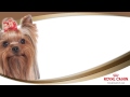 Royal canin   yorkshire terrier