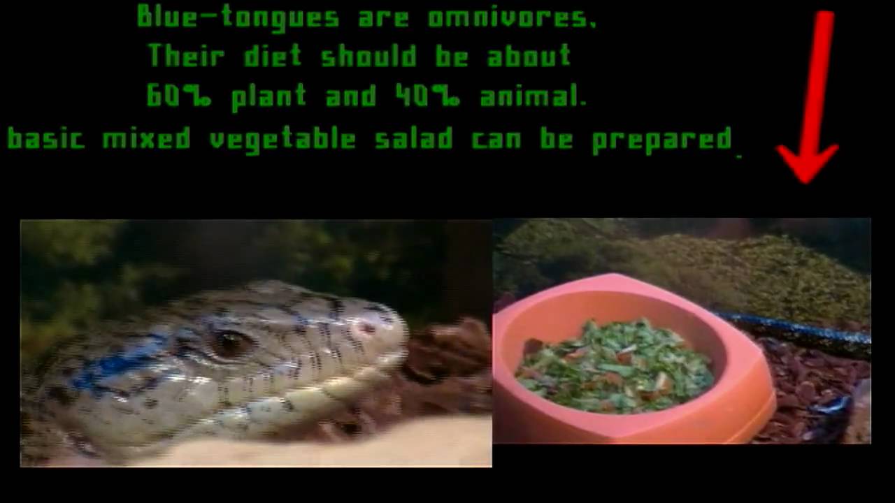 rainbow skink and blue tongue skink care tips youtube blue tongue skink care sheet