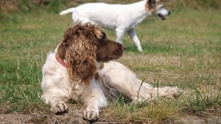 Exploring the Friendly and Intelligent English Springer Spaniel Temperament