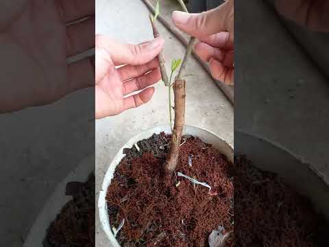 Kỹ thuật ghép và chăm sóc cây mới nhất – The latest technique of grafting and tree care #0741
