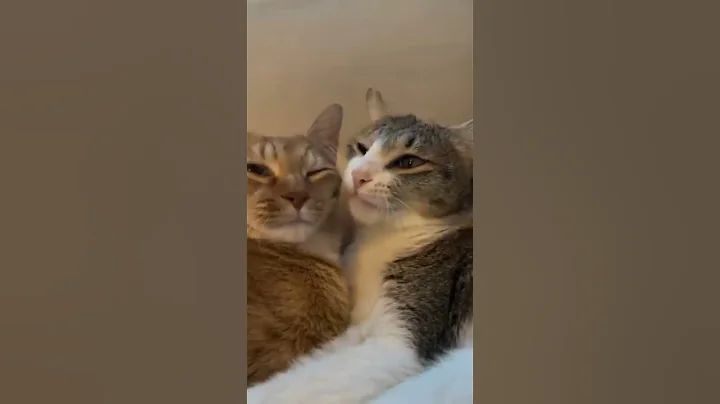 Video 10102021: cat animals lover funny, cute animals cat lover