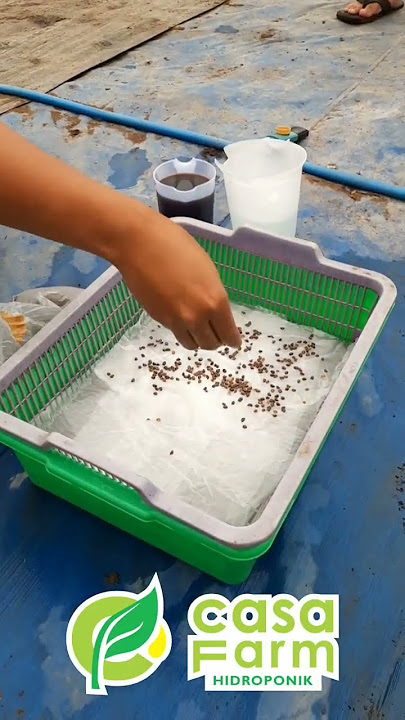 Semai Kangkung Hidroponik  Pakai Tisu