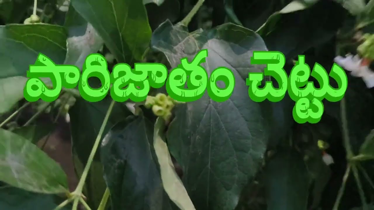 💮💮💮పారిజాత వృక్షం 🙏🙏🙏