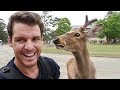 Nara Deer Park is AWESOME! A Must Do in Japan