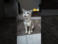 parece que si funciona este audio 😱