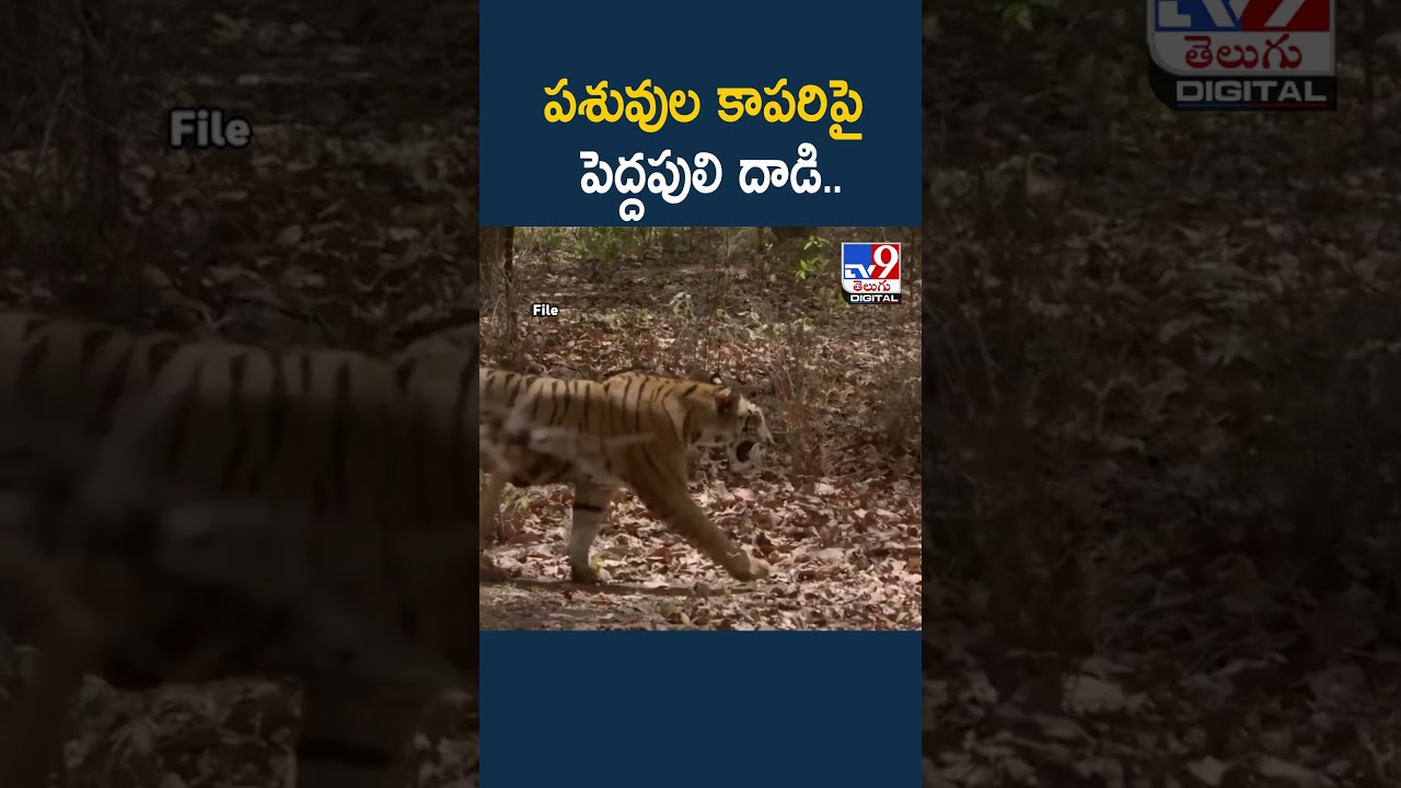 పశువుల కాపరిపై పెద్దపులి దాడి..- TV9