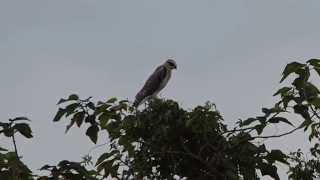 1040106關渡貴子坑溪黑翅鳶幼鳥