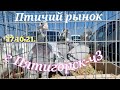 Голуби цены Птичий рынок г Пятигорск-ч3 Pigeons prices Bird market Pyatigorsk-ch3