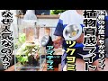 【植物育成LEDライト】アマテラスとツクヨミは何故人気なのか？（私なりに魅力をご紹介します！）