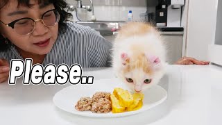 Will My Kitten Eat Foods Cooked by My Mom?│Eggs and Fishes Roll // 새끼고양이는 엄마표 수제 요리를 먹을까?│계란말이, 생선