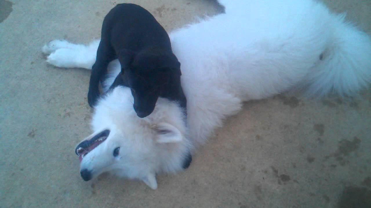 big white fluffy puppy