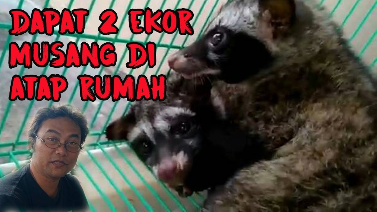 Berburu Musang Di Atap Rumah Hasilnya Dapat Dua Ekor Youtube