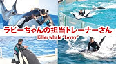 水族館のお仕事 鴨川シーワールドのシャチトレーナーにインタビュー Youtube 水族館のお仕事 鴨川シーワールドのシャチトレーナーにインタビュー Youtube