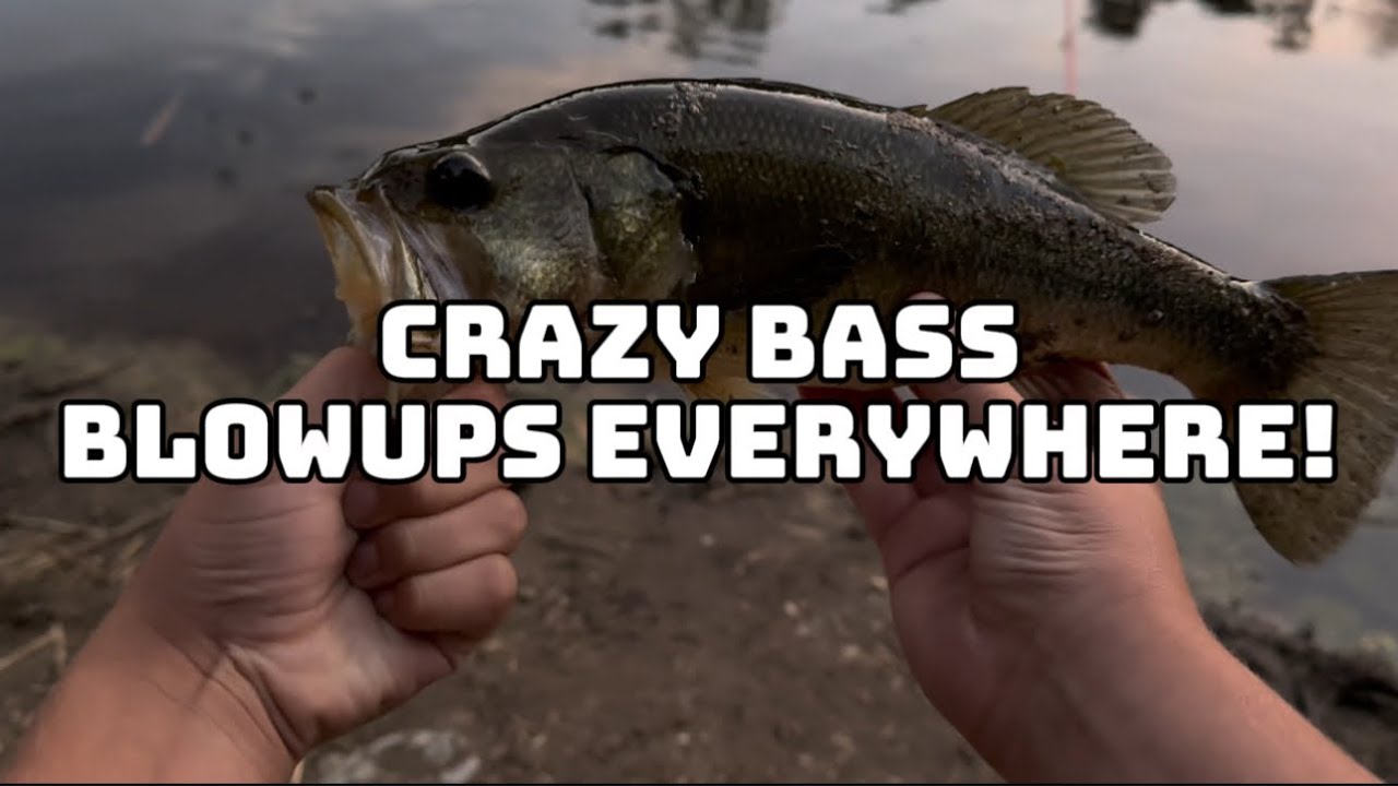 CRAZY BASS BLOWUPS EVERYWHERE!!! #bass #fishing #bassfishing #viral #viralvideo #blowup #crazy