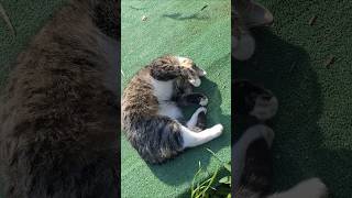 Кот переворачивается #cat #домашниеживотные #кот #shorts