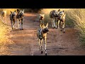 Wild Dogs Hunting | Catch two Impalas in one sighting