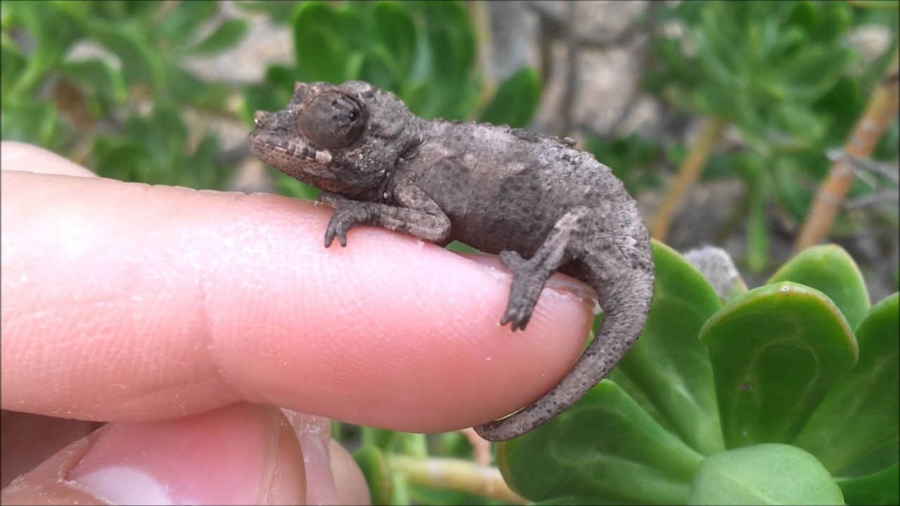 7 wk old baby Jackson's chameleon (Trioceros jacksonii) - YouTube