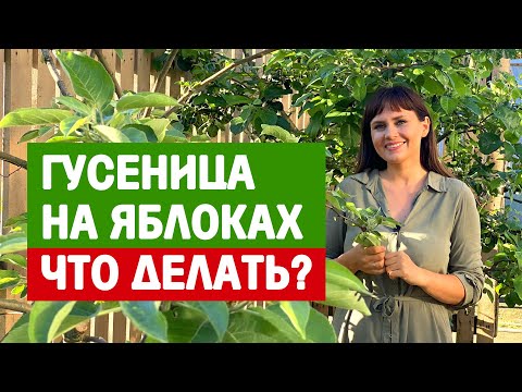 Видео: Гусеницы листоверток - Как убить листоверток на растениях