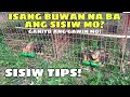 Sisiw tips siguradong malusog at masigla ang sisiw mo  balerians gameyard