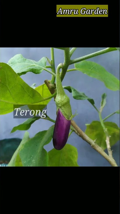 6 Rekomendasi tanaman di Musim Hujan. #berkebundirumah #shorts  #short