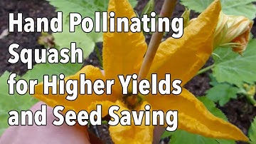 Hand Pollinating Squash for Higher Yields and Seed Saving