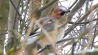 Sojka obecná - The Eurasian jay (Garrulus glandarius) - Zpěv/Voice