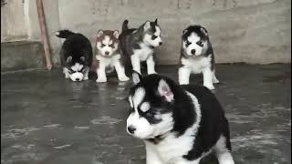 🐶 Husky puppies 👉👉 9330229005