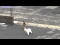 友達の猫を驚かせて爆笑する猫！（高速くしゃみ）