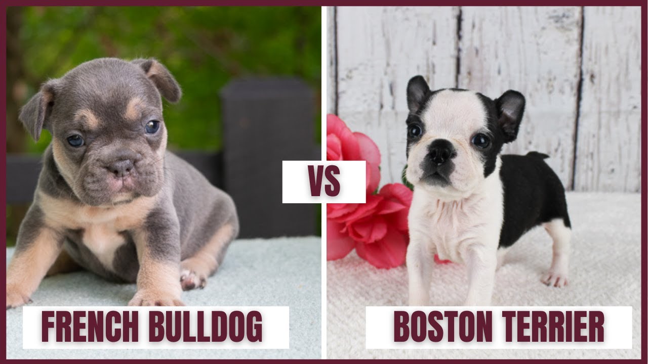 French Bulldog vs Boston Terrier What's the Difference Between them