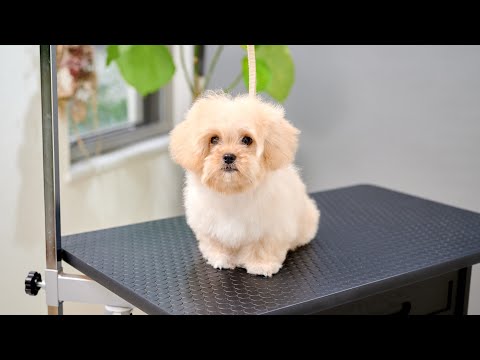 世界一可愛い短い足(ペキニーズとトイプードルのミックス犬 子犬 ペキプー)