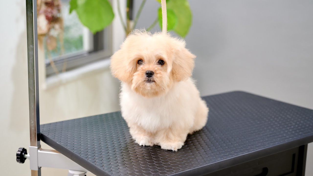 Cutest Short Legs In The World Pekinese And Toy Poodle Mixed Puppy Youtube