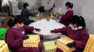 驻马店大哥裹变蛋，一口大锅两边捞，先裹石灰后滚糠，一天10万枚#小食光光 #美食探店 #中国美食