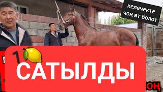 сатылды Камал акеде ЧОҢ тай👍