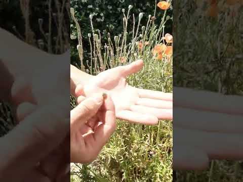 Video: Raccolta di semi di papavero: come raccogliere semi di papavero dalle piante