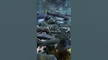 #سورة_السجدة #سعد_الغامدي