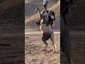 beautiful video of horse