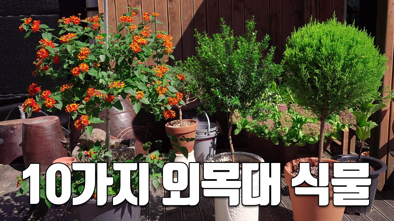 외목대로 키워야 돈이 되는 10가지 식물 소개
