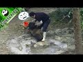 Funny panda bathing compilation -  just don't want to bathe