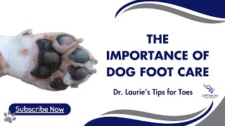 The Importance of Dog Foot Care: Tips for Healthy and Happy Paws